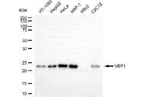 Western blotting analysis using VBP1 antibody (ABIN7799894). (VBP1 anticorps)