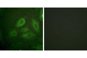P-peptide - +Immunofluorescence analysis of HeLa cells, using DRP-2 (Phospho-Thr514) antibody.
