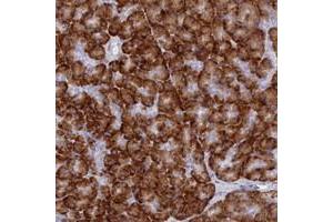 Immunohistochemical staining of human pancreas with TMEM97 polyclonal antibody  shows strong cytoplasmic positivity in exocrine glandular cells. (TMEM97 anticorps)