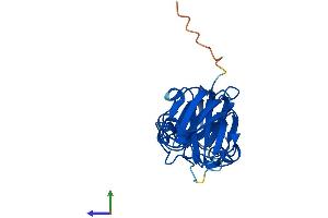 AlphaFold protein structure predicition of Mouse Recombinant Cryba1 Protein, UniprotID P02525