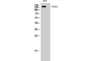 Western Blotting (WB) image for anti-Receptor Tyrosine-Protein Kinase ErbB-3 (ERBB3) (N-Term) antibody (ABIN3184533) (ERBB3 anticorps  (N-Term))