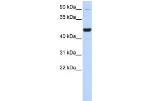 WB Suggested Anti-KIF2A Antibody Titration:  0. (KIF2A anticorps  (Middle Region))