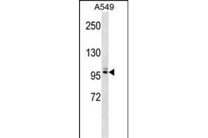 PLEKHG5 Antibody (N-term) (ABIN1539124 and ABIN2848918) western blot analysis in A549 cell line lysates (35 μg/lane). (PLEKHG5 anticorps  (N-Term))