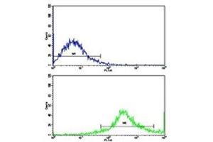 Flow cytometric analysis of Jurkat cells using CD8B antibody (bottom histogram) compared to a negative control (top histogram).