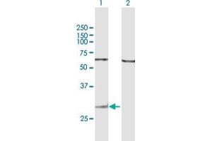Western Blot analysis of GZMK expression in transfected 293T cell line by GZMK MaxPab polyclonal antibody. (GZMK anticorps  (AA 1-264))