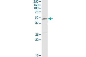 ENO3 MaxPab rabbit polyclonal antibody.