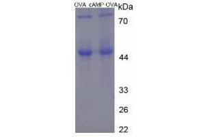 Image no. 1 for Cyclic Adenosine Monophosphate (cAMP) protein (Ovalbumin) (ABIN1880148)