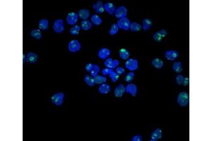 HeLa cells stained with AF488 labeled Nucleolin Mouse Monoclonal Antibody (NCL/902) Green: AF488-labeled Ab.