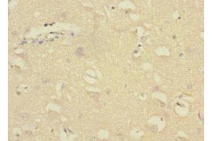 Immunohistochemistry of paraffin-embedded human brain tissue using ABIN7154473 at dilution of 1:100 (GADD45G anticorps  (AA 1-159))