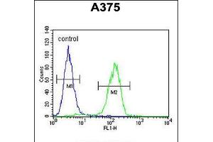 Flow cytometric analysis of A375 cells (right histogram) compared to a negative control cell (left histogram). (ACTR2 anticorps  (C-Term))