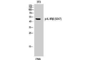 Western Blotting (WB) image for anti-Chemokine (C-X-C Motif) Receptor 2 (CXCR2) (pSer347) antibody (ABIN3182813)