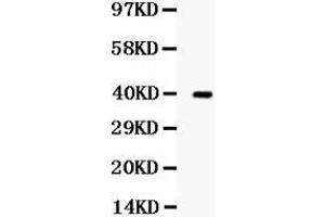 Western blot analysis of TRIB2 expression in SW620 whole cell lysates (lane 1). (TRIB2 anticorps  (Middle Region))