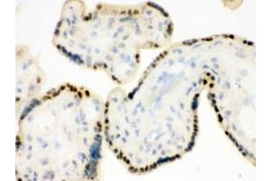 IHC testing of frozen human placental tissue with DDB1 antibody. (DDB1 anticorps  (AA 1011-1140))