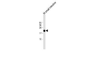All lanes : Anti-REG3G Antibody (Center) at 1:1000 dilution Lane 1: mouse small intestine tissue lysate Lysates/proteins at 20 μg per lane.