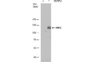 WB Image NRF2 antibody detects NRF2 protein by western blot analysis.