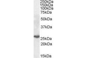 ABIN571002 (0. (PSMB10 anticorps  (Internal Region))