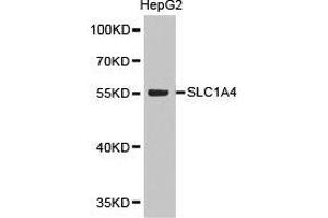 Western Blotting (WB) image for anti-Solute Carrier Family 1 (Glutamate/Neutral Amino Acid Transporter), Member 4 (SLC1A4) antibody (ABIN1874808) (SLC1A4 anticorps)
