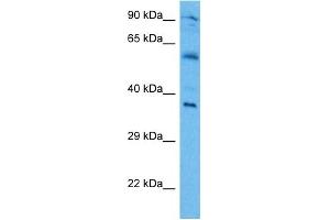 Host:  Mouse  Target Name:  IRF1  Sample Tissue:  Mouse Brain  Antibody Dilution:  1ug/ml
