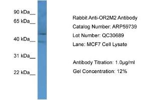WB Suggested Anti-OR2M2  Antibody Titration: 0. (OR2M2 anticorps  (C-Term))