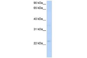 TNFRSF18 antibody (20R-1290) used at 0.
