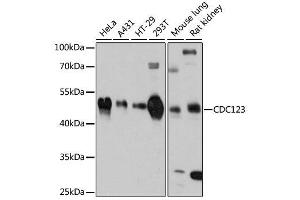 Western blot analysis of extracts of various cell lines, using CDC123 antibody. (CDC123 anticorps  (AA 1-336))