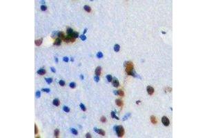 Immunohistochemical analysis of TLE1 staining in mouse brain formalin fixed paraffin embedded tissue section. (TLE1 anticorps)