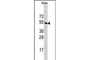 Western blot analysis of CPE antibody (C-term) (ABIN392011 and ABIN2841790) in Hela cell line lysates (35 μg/lane). (CPE anticorps  (C-Term))