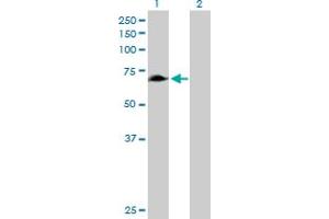 Western Blot analysis of RHPN1 expression in transfected 293T cell line by RHPN1 MaxPab polyclonal antibody. (RHPN1 anticorps  (AA 1-670))