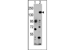 Image no. 1 for anti-Euchromatic Histone-Lysine N-Methyltransferase 1 (EHMT1) (C-Term) antibody (ABIN356542) (EHMT1 anticorps  (C-Term))