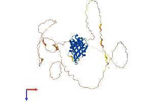 AlphaFold protein structure predicition of Human Recombinant RBMS3 Protein, UniprotID Q6XE24