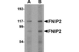 Western Blotting (WB) image for anti-Folliculin Interacting Protein 2 (FNIP2) (C-Term) antibody (ABIN1030400)