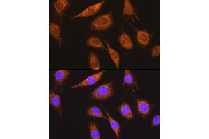 Immunofluorescence analysis of L929 cells using MUT Rabbit pAb (ABIN1680932, ABIN3018357, ABIN3018358 and ABIN6220443) at dilution of 1:100 (40x lens).