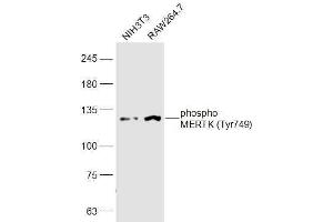 Lane 1: NIH3T3 lysates Lane 2: RAW264. (MERTK anticorps  (pTyr749))