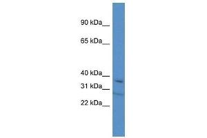 Western Blot showing Tcea3 antibody used at a concentration of 1. (TCEA3 anticorps  (C-Term))