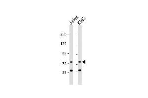 All lanes : Anti-ATG16L2 Antibody (Center ) at 1:1000 dilution Lane 1: Jurkat whole cell lysate Lane 2: K562 whole cell lysate Lysates/proteins at 20 μg per lane. (ATG16L2 anticorps  (AA 277-304))