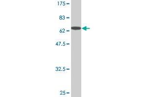 Western Blot detection against Immunogen (67. (RAGE anticorps  (AA 23-404))