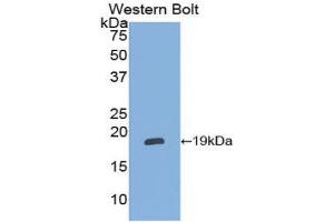Western Blotting (WB) image for anti-Alpha2 Antiplasmin (SERPINF2) (AA 348-491) antibody (ABIN1172477) (alpha 2 Antiplasmin anticorps  (AA 348-491))