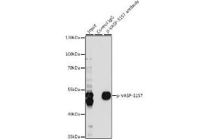 Immunoprecipitation analysis of 200 μg extracts of A-431 cells, using 3 μg Phospho-VASP-S157 pAb (ABIN6135335, ABIN6136286, ABIN6136287 and ABIN6225657). (VASP anticorps  (pSer157))