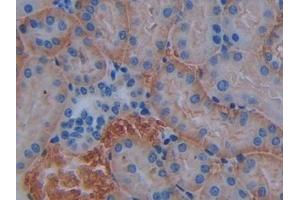 Detection of CD147 in Mouse Kidney Tissue using Polyclonal Antibody to Cluster Of Differentiation 147 (CD147)