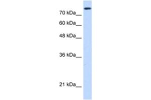 Western Blotting (WB) image for anti-Non-SMC Condensin I Complex, Subunit H (NCAPH) antibody (ABIN2462960) (NCAPH anticorps)