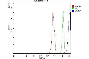 Flow Cytometry analysis of RT4 cells using anti-ERCC1 antibody (ABIN7602324). (ERCC1 anticorps  (AA 7-283))