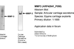 Western Blotting (WB) image for anti-Matrix Metallopeptidase 3 (Stromelysin 1, Progelatinase) (MMP3) (Middle Region) antibody (ABIN2777121) (MMP3 anticorps  (Middle Region))