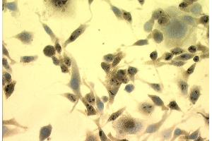 Immunocytochemistry/Immunofluorescence analysis using Mouse Anti-Hsp70 Monoclonal Antibody, Clone C92 .