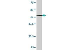 Western Blot detection against Immunogen (65.