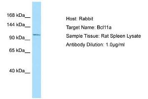 Host: Rabbit  Target Name: Bcl11a  Sample Tissue: Rat Spleen lysates  Antibody Dilution: 1. (BCL11A anticorps  (N-Term))