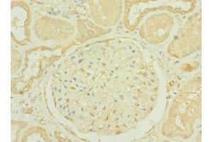 Immunohistochemistry of paraffin-embedded human kidney tissue using ABIN7156183 at dilution of 1:100 (RNASE9 anticorps  (AA 27-205))