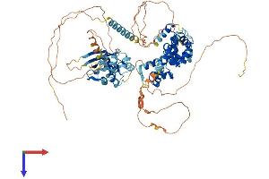 AlphaFold protein structure predicition of Human Recombinant SATB2 Protein, UniprotID Q9UPW6