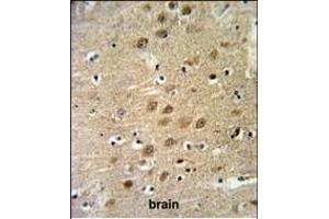 KCNG3 Antibody (N-term) (ABIN651145 and ABIN2840097) IHC analysis in formalin fixed and paraffin embedded human brain tissue followed by peroxidase conjugation of the secondary antibody and DAB staining. (KCNG3 anticorps  (N-Term))