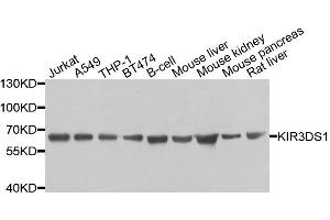 Western blot analysis of extracts of various cell lines, using KIR3DS1 antibody. (KIR3DS1 anticorps)