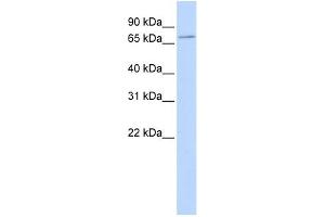 SLC5A5 antibody used at 1 ug/ml to detect target protein. (SLC5A5 anticorps)